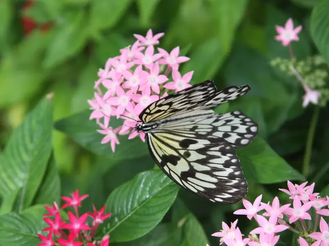 Desert Botanical Garden's Butterfly Pavilion, titled 'Majestic Mariposas,' makes its comeback in...