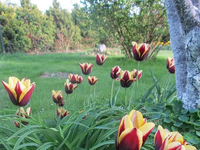 Garden Weeds To Watch: Different Varieties to Identify and Eradicate