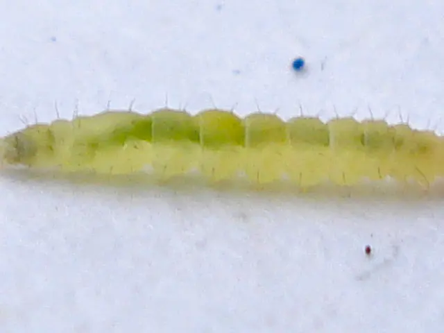 DIY Insecticide: The Process of Creating White Oil for Pest Control