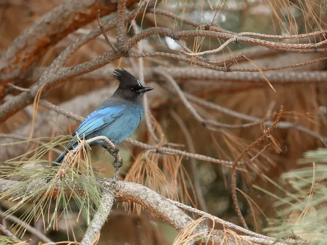 Falconers safeguard vineyards' delicate produce at England's Rathfinny, employing birds of prey.