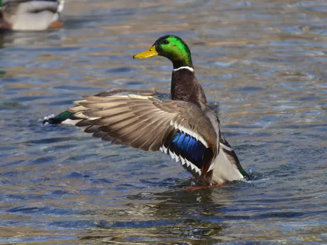 10 Unusual Aviary Creatures Bearing a Striking Resemblance to Pixar Personifications