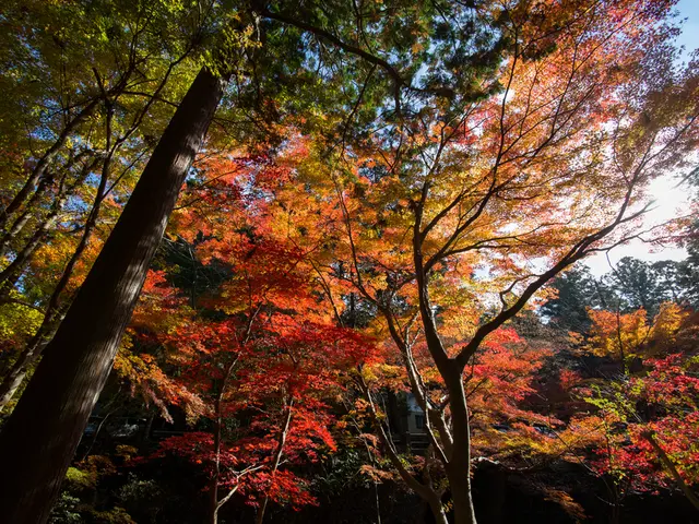 Cultivating Redbud Trees: A Guide to Nurturing a Redbud Tree's Growth