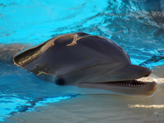 Dolphins fetch large sums at auction, showcased for sale