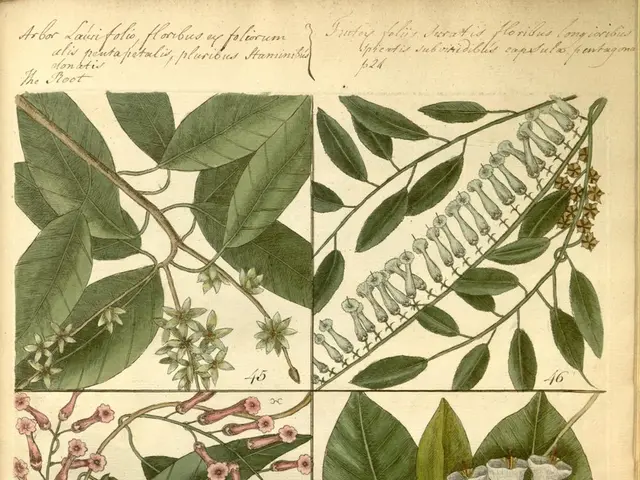 Christmas Enhancement: Holly Plants to Boost Your Holiday Decorations - Find Out How to Cultivate...