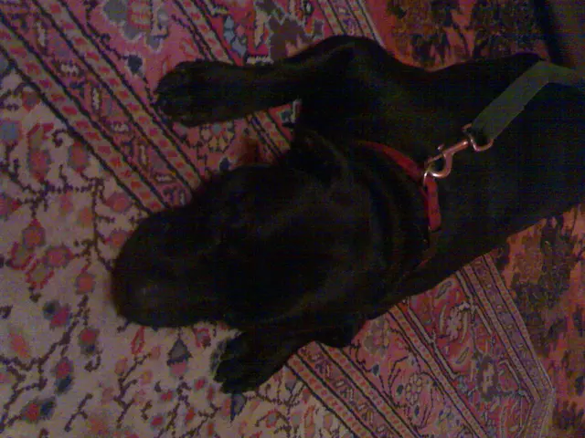 In this picture we can see a dog lying on the carpet. We can see a belt and a leash on this dog.