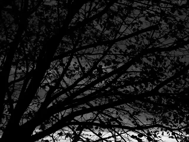 This image is taken during night time. There is a tree in this image.