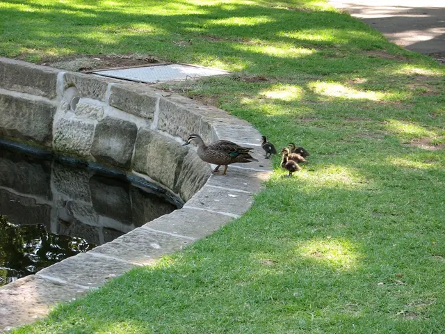 There is a pond and there is a hen and chicks are standing in front of the pond, beside them there...