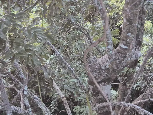 In this image I can see many trees which are in green color.