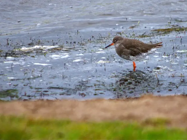 As we can see in the image there is a bird and water.
