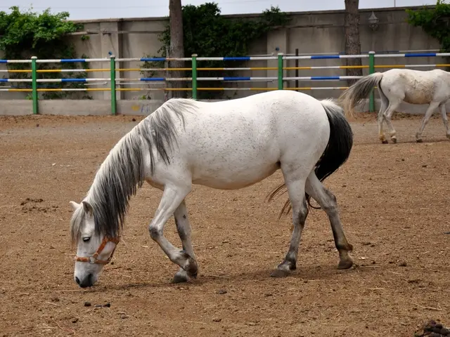 In this image in the foreground there is one horse and in the background there is another horse, at...