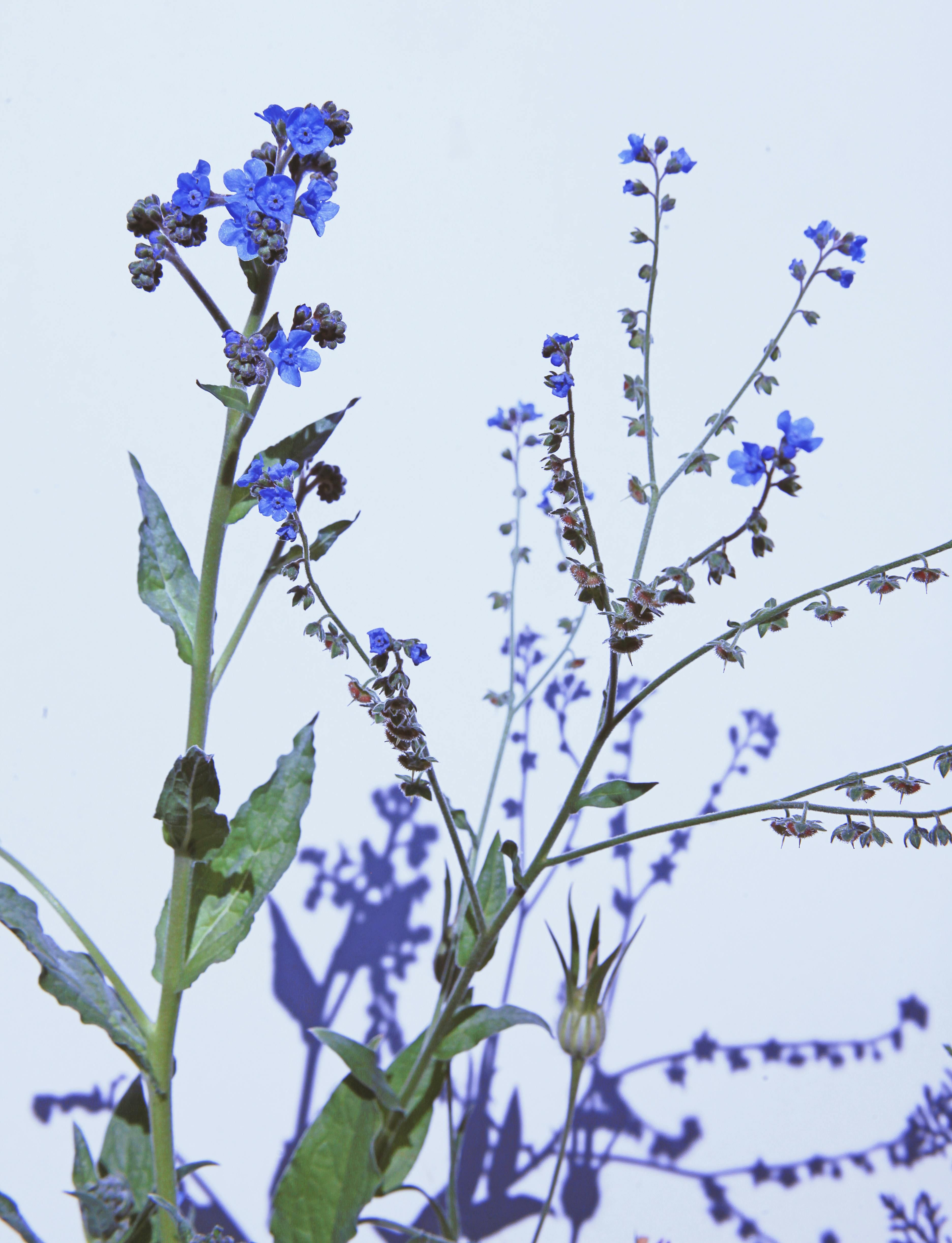 Blooming Forget-Me-Not Blossoms Vibrant, Sun-Avoiding Annuals: 11 Flowering Species for Extraordinary Hues