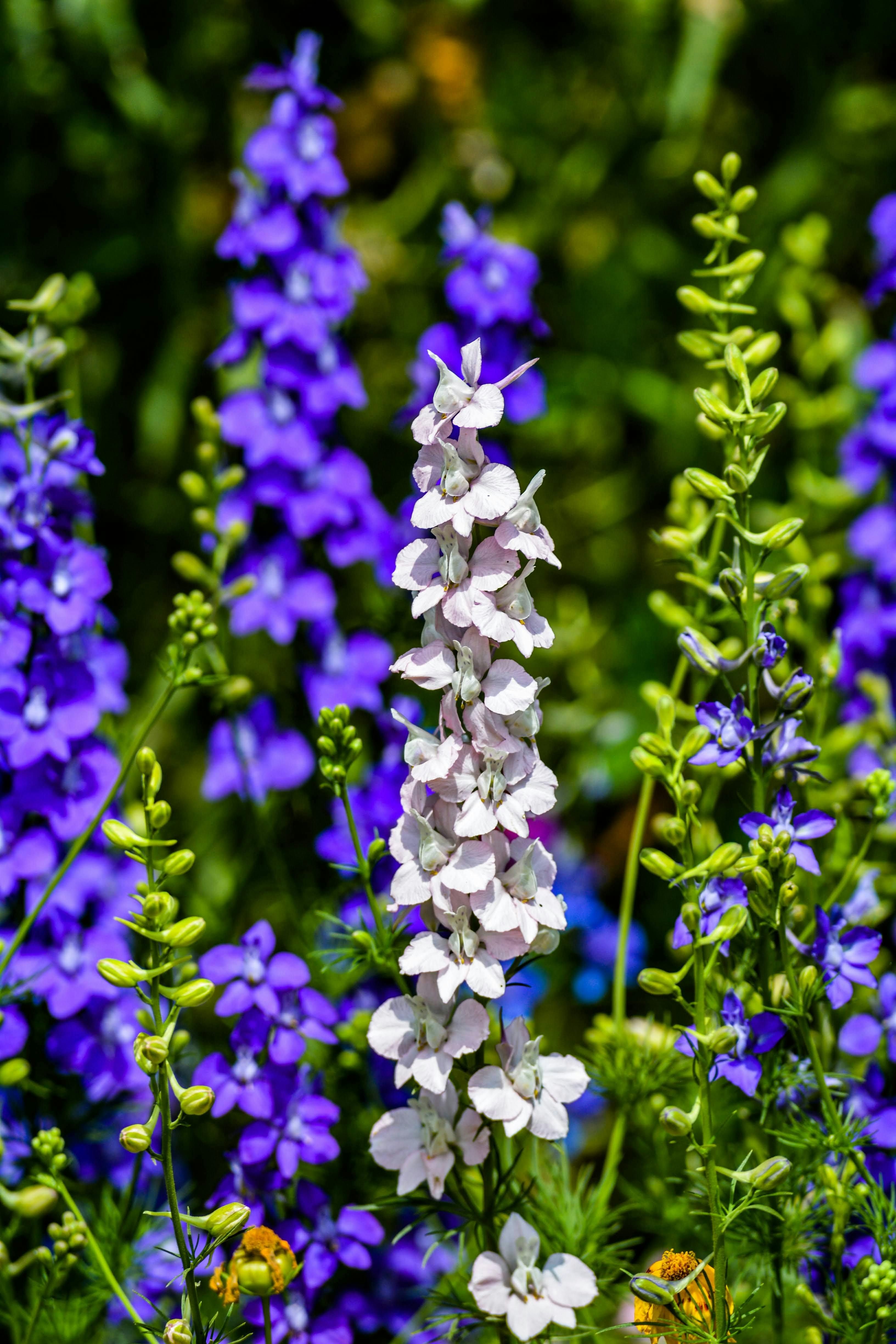 Blossoming Larkspur in the Backyard Dazzling Annuals that Thrive in Shade for a Vibrant Pop of Color