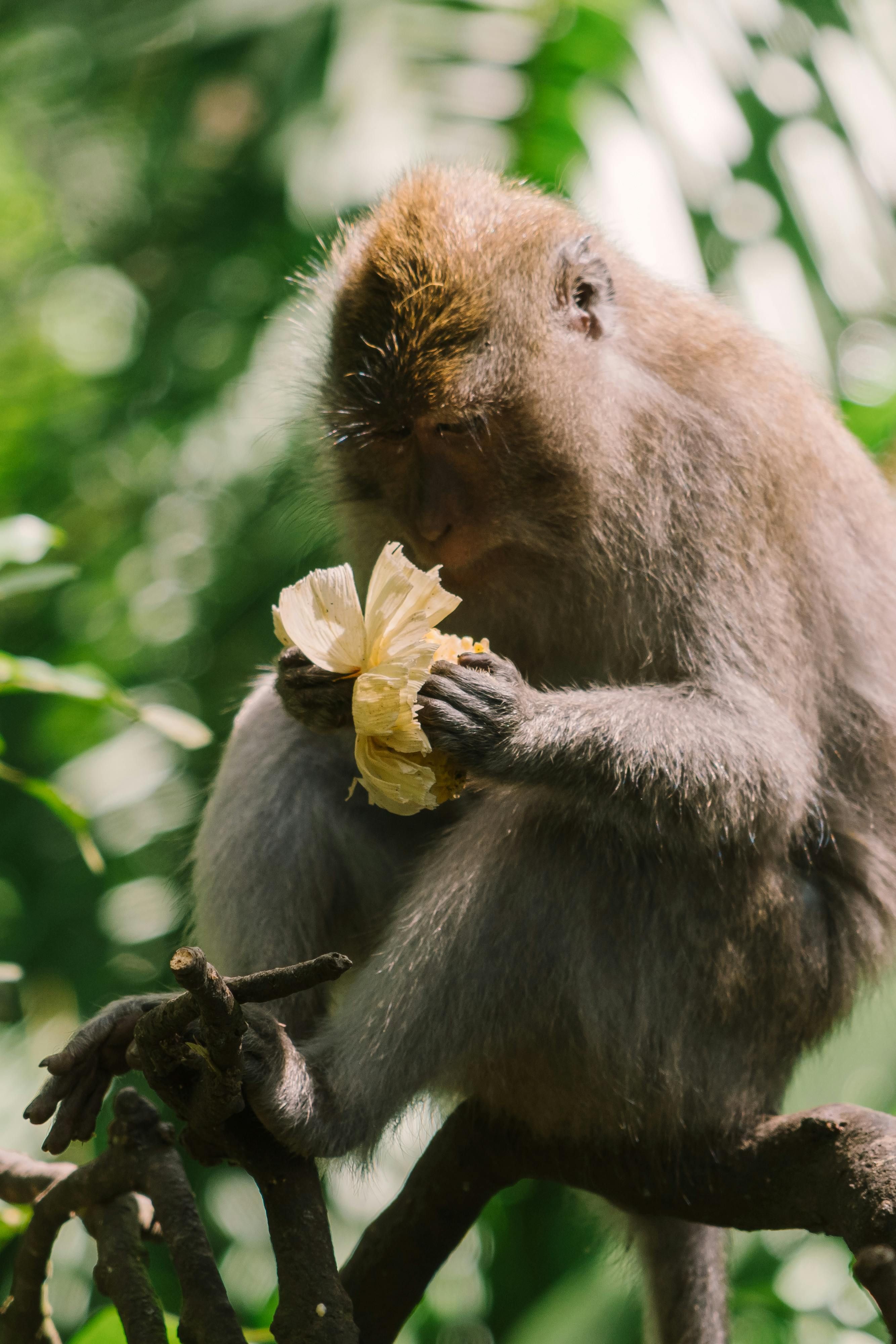 Detailed snapshot of monkey blooms. Vibrant Annuals That Thrive in Shade: Unleashing a Splash of Chroma