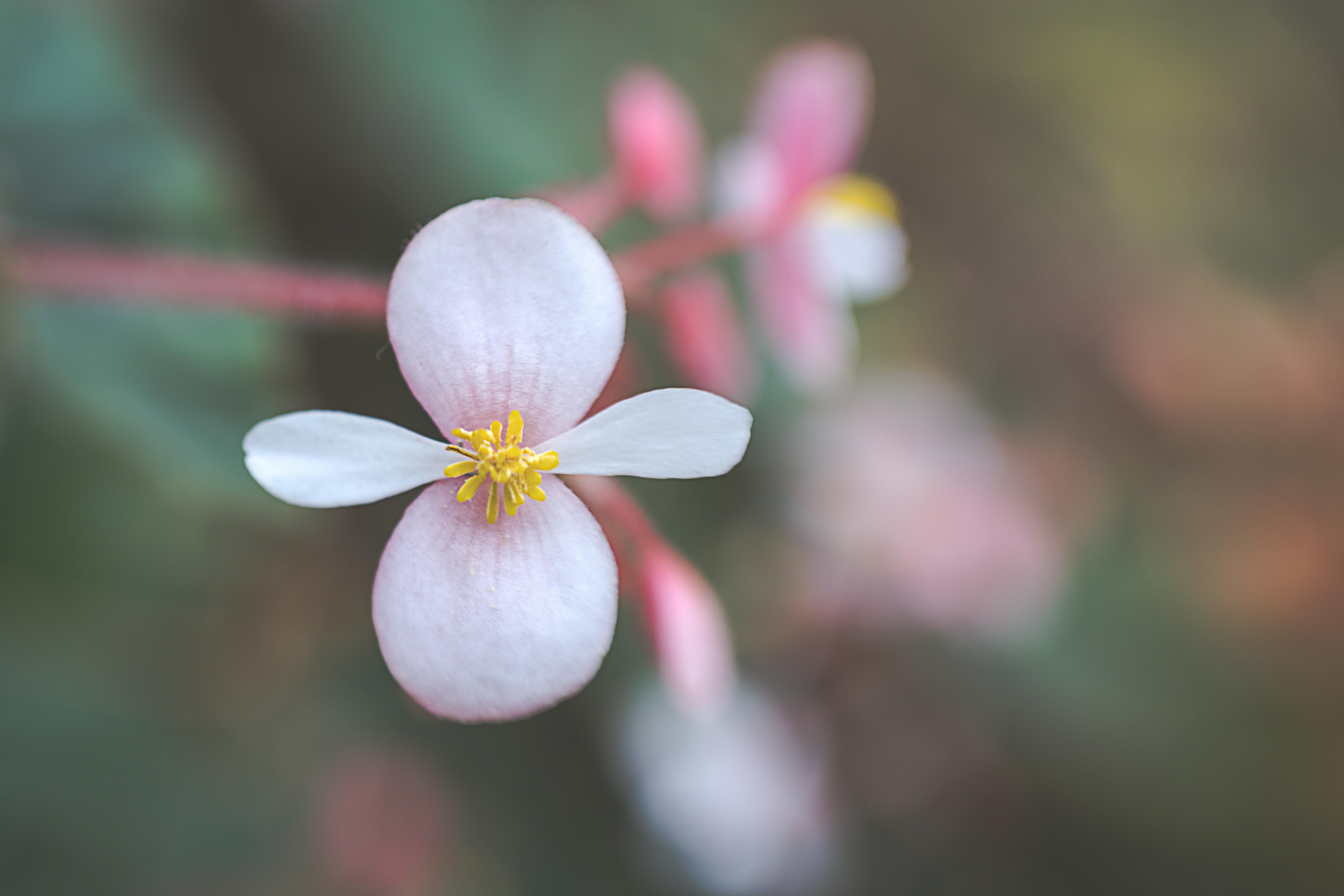 Stunning blooms from Hardy begonias. Eleven Annuals That Thrive in Shade, Bringing Vibrant Colors to Your Garden