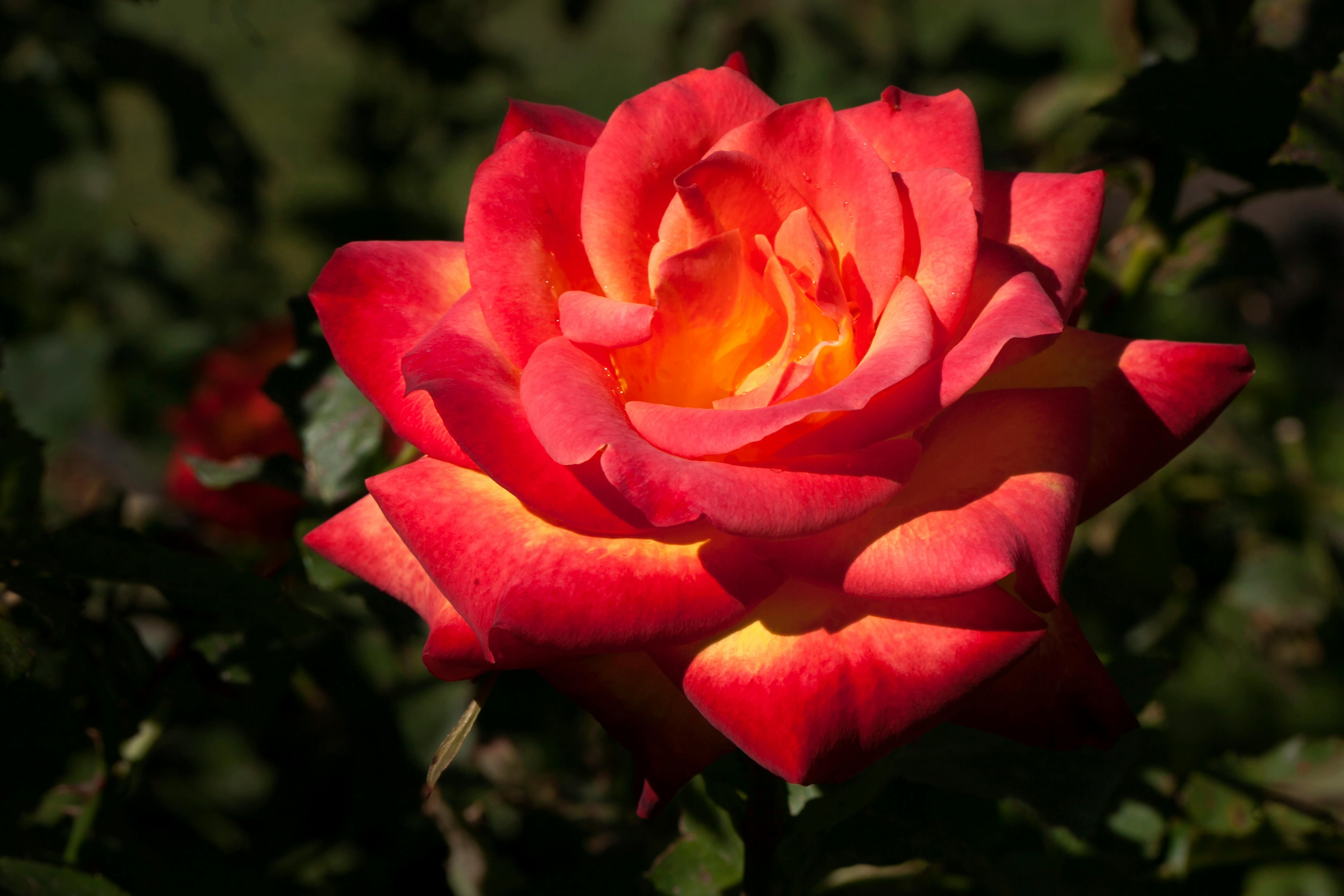 Easygoing climate blooms Red Roses 11 Resilient Spring Blooms Sustaining Growth Till Summer's End
