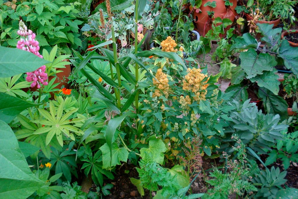 Starting this weekend, the Peony Days at Tallinn Botanic Garden commence!