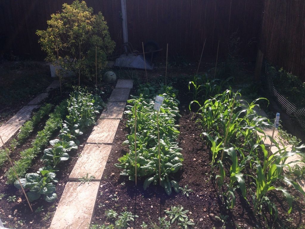 Methods for Acclimatizing Seedlings for Healthier, More Vigorous Plant Growth