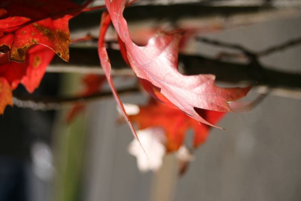 Best Time to Fertilize Japanese Maple: Comprehensive Guide for Proper Fertilization Throughout the...